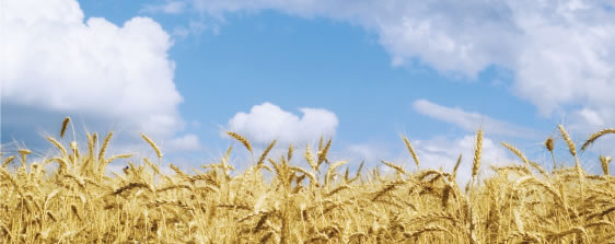 A field of wheat and blue skies